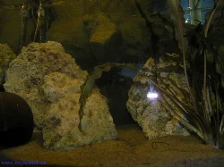 75-liter aquarium (right)