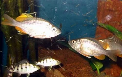 Live White Mosquito Larvae