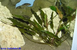 Cryptocoryne wendtii 'Brown'