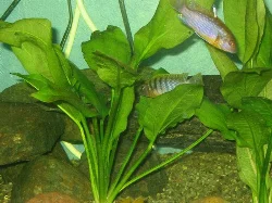 Echinodorus bleheri (Amazon sword plant)