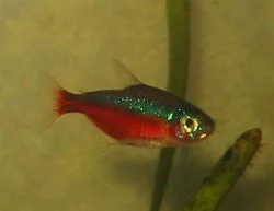 Paracheirodon axelrodi (Cardinal Tetra)
