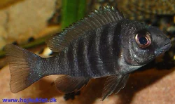 Placidochromis sp. "phenochilus tanzania"