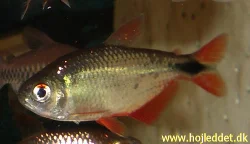 Hyphessobrycon anisitsi (Buenos Aires Tetra)