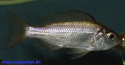 Copadichromis ilesi (Copadichromis Virginalis)