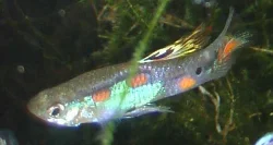 Poecilia reticulata (Guppy, Millionfish)