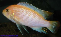 Metriaclima estherea (Red Zebra)