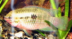 Laetacara dorsigera (Redbreast Acara)