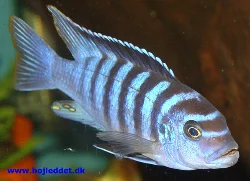 Metriaclima sp. "zebra chilumba"