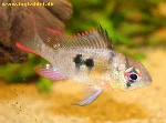 Mikrogeophagus altispinosus (Bolivian butterfly cichlid)