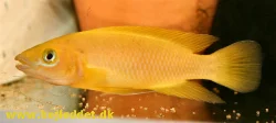 Neolamprologus leleupi
